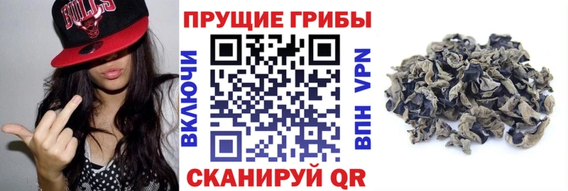 Галлюциногенные грибы Psilocybine cubensis продажа наркотиков Владимир