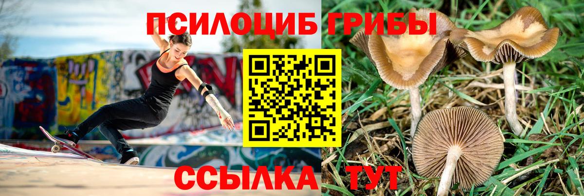 Псилоцибиновые грибы мицелий Владимир